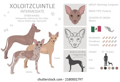 Xoloitzcuintle, Mexican hairless dog intermediate clipart. Different poses, coat colors set.  Vector illustration
