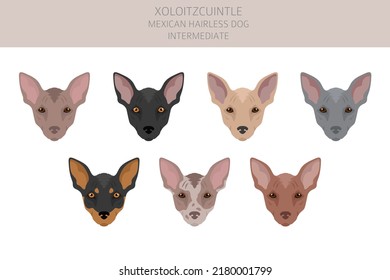 Xoloitzcuintle, Mexican hairless dog intermediate clipart. Different poses, coat colors set.  Vector illustration