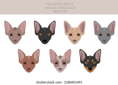 Xoloitzcuintle, Mexican hairless dog miniature clipart. Different poses, coat colors set.  Vector illustration