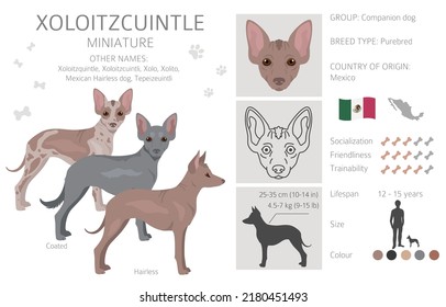 Xoloitzcuintle, Mexican hairless dog miniature clipart. Different poses, coat colors set.  Vector illustration