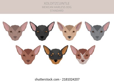 Xoloitzcuintle, Mexican hairless dog standard clipart. Different poses, coat colors set.  Vector illustration