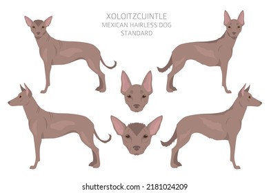 Xoloitzcuintle, Mexican hairless dog standard clipart. Different poses, coat colors set.  Vector illustration