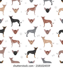 Xoloitzcuintle, Mexican hairless dog standard seamless pattern. Different poses, coat colors set.  Vector illustration