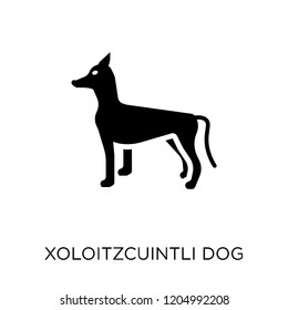 Xoloitzcuintli dog icon. Xoloitzcuintli dog symbol design from Dogs collection. Simple element vector illustration on white background.