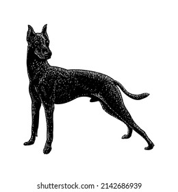 Xoloitzcuintli illustration isolated on white background