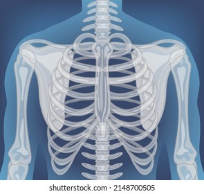 X-ray of human body with internal organs illustration