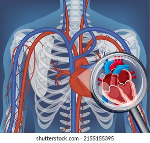X-ray of human body with internal organs illustration