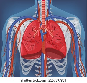 X-ray of human body with internal organs illustration