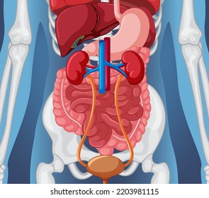 X-ray of human body with internal organs illustration
