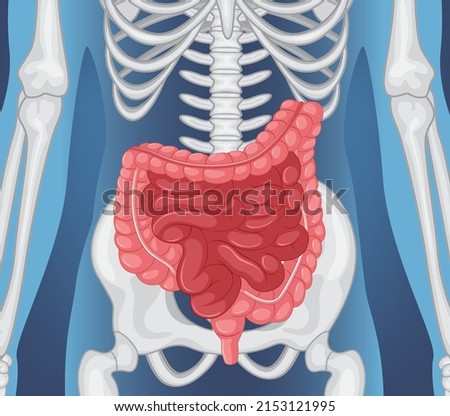 X-ray of human body with internal organs illustration