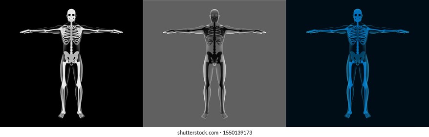 X-Ray Human Body Set. A transparent body with a skeleton is perfect for demonstration. Healthcare 3d men mri screen. Different selection of colors. Vector model in futuristic style, body and skeleton