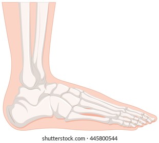Ilustración ósea de pie humano de rayos X