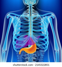 X-ray of a human skeleton on a blue background highlighting the liver and stomach. Medical vector illustration