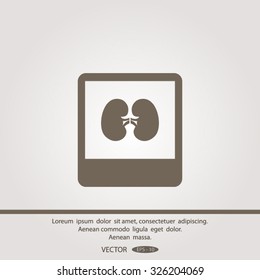 X-ray of kidney. icon.