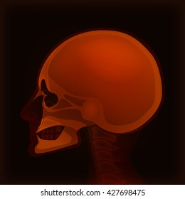 X-ray of the skull vector illustration.
