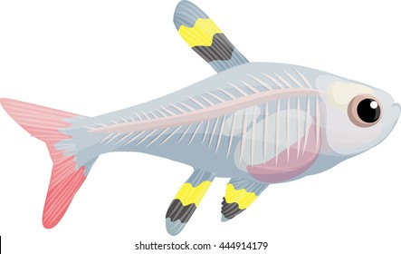 1,129 X ray fish 图片、库存照片和矢量图 | Shutterstock