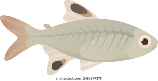X-ray or tetra fish realistic vector illustration. Transparent animal isolated on white background.