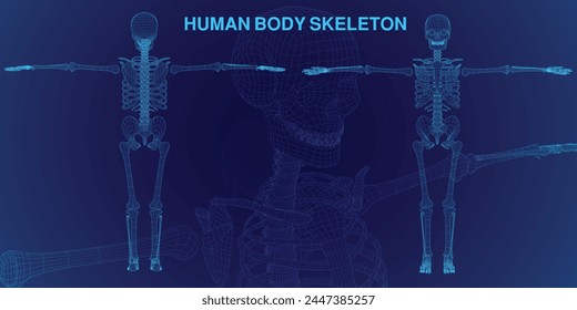 x-ray wireframe human body skeleton anatomical model for medical educational purposes