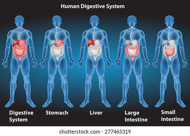 Xrays Of Human Digestive System