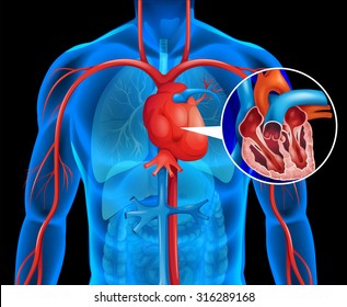 Xrays of human heart illustration