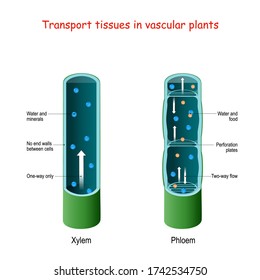 Xylem Phloem Images Stock Photos Vectors Shutterstock