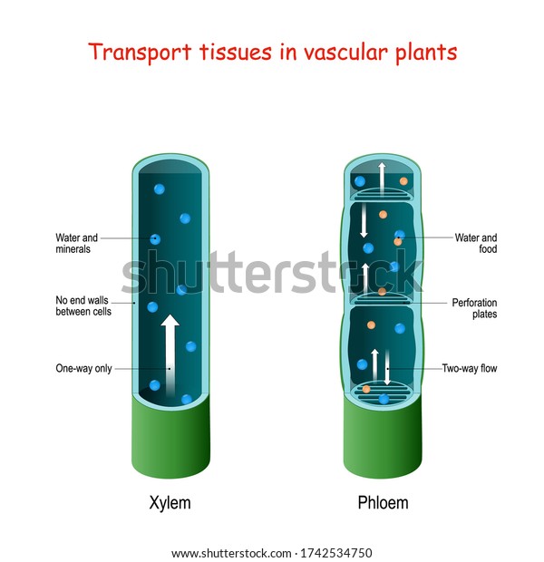 Xylem and\
phloem. biological structure scheme of inner vascular in Plant.\
cross section. function of xylem is to transport water and\
nutrients from roots to stems and leaves.\
