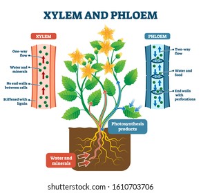 Xylem and phloem vector illustration. Labeled water, nutrient and mineral transportation scheme. Educational graphic with biological translocation process explanation. Living tissue in vascular plants