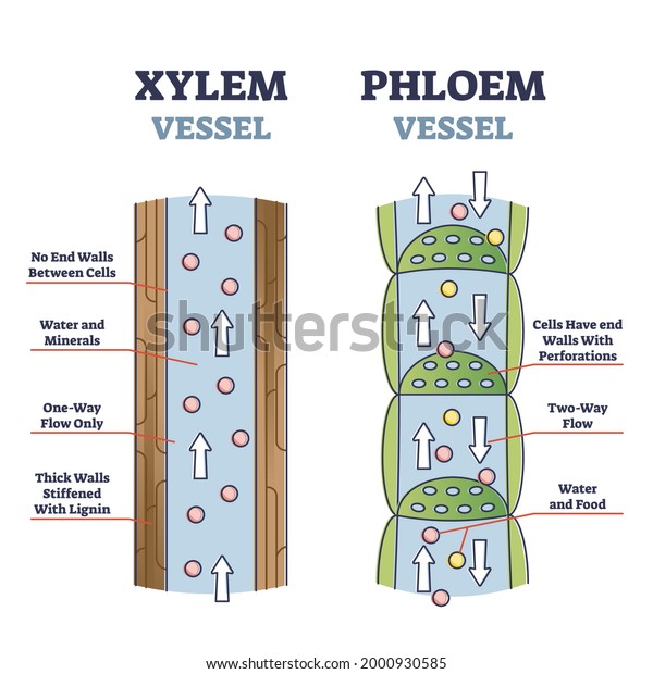 Xylem and phloem water and minerals\
transportation system outline diagram. Educational labeled\
anatomical scheme with vessel side cross section, structure and\
process explanation vector\
illustration.