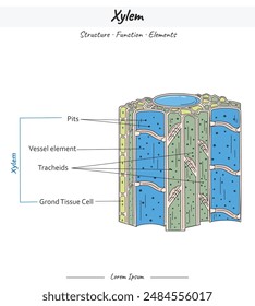 Xylem Structures and Elements illustration. Labeled water, nutrient and mineral transportation scheme.  for scientific illustrations, educational materials.