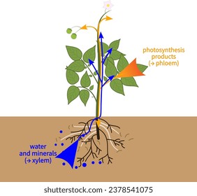 Xylem  transports water and minerals from the roots upwards.Vector illustration.