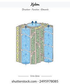 Ilustración vectorial Xylem. Xylem Function Illustration. para ilustraciones científicas, materiales educativos.