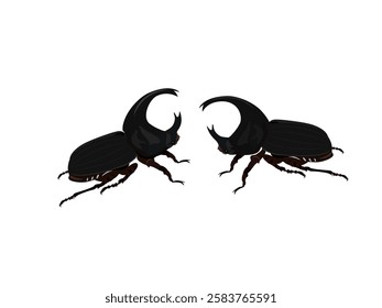 Xylotrupes gideon on a white background.