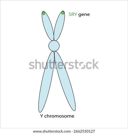 Y Chromosome with SRY Gene	