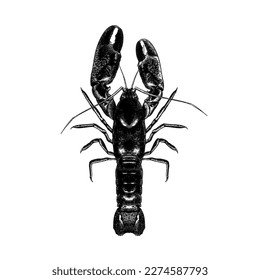 Yabby hand drawing vector isolated on white background.