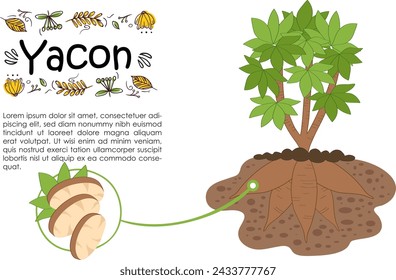 Yacon root illustration draw sketch vector