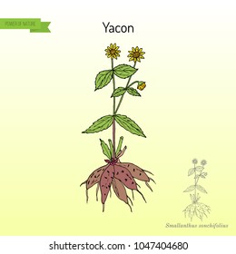 Yacon (Smallanthus sonchifolius), or peruvian ground apple, medicinal plant. Hand drawn botanical vector illustration