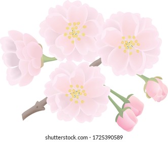 八重桜 のイラスト素材 画像 ベクター画像 Shutterstock