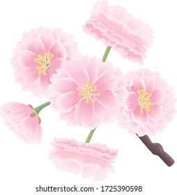 
Yaezakura is a cherry tree with many petals.