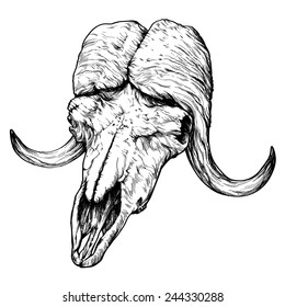 yak / auroch skull with horns on white background