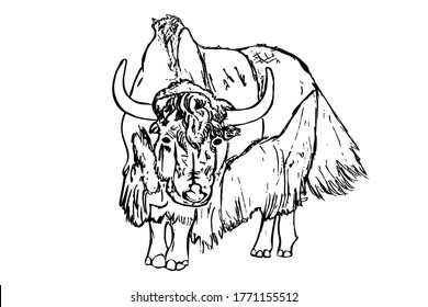 Yak isolated on white background. Hand draw taurus sketch. Antique engraving of highland cattle. Farmers bull. American bison. Lunar horoscope sign ox, bull, cow. Scottish rural animal. Stock vector