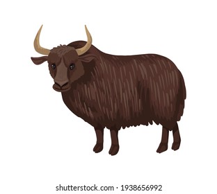 Yak, a large hairy dark brown bull, is a steppe herbivore. Wild evil yak. Tibetan mountain animal, Russian bull. Vector isolated character on a white background.