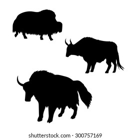 Yak vector icons and silhouettes. Set of illustrations in different poses.