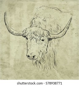 Yak vector illustration, freehand drawing