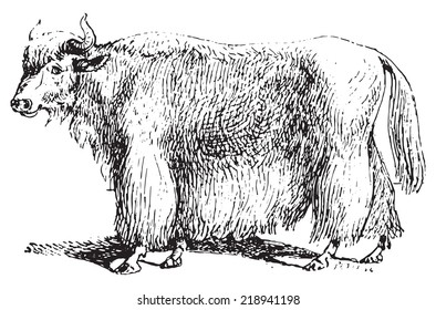 Yak, vintage engraved illustration. Dictionary of words and things - Larive and Fleury - 1895.