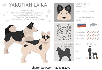 Yakutian Laika  clipart. Different poses, coat colors set.  Vector illustration