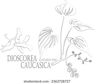 Yam Caucasian root vector contour. Medicinal Dioscorea caucasica plant outline. Set of  Caucasian Dioscorea root and leafs in Line for pharmaceuticals and coocking. Contour drawing of medicinal herbs