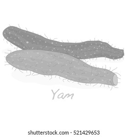 yam vector isolated