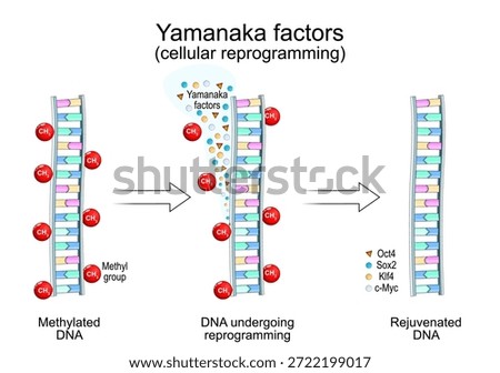 Yamanaka factors. Cellular reprogramming. Methylated DNA, DNA undergoing reprogramming, and Rejuvenated DNA. Before and after. Vector illustration