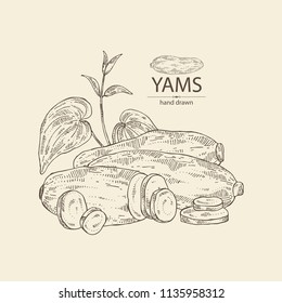 Yams: tuber of yams, leaves and slice. Vector hand drawn illustration.