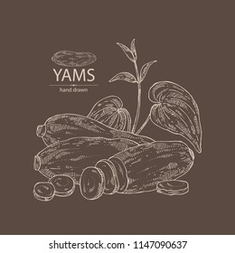 Yams: tuber of yams, leaves and slice. Vector hand drawn illustration.